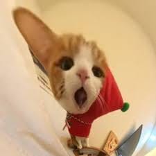 شاہد عالم avatar