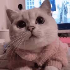 زاہد حسین avatar