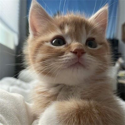 Khushdil Shah avatar